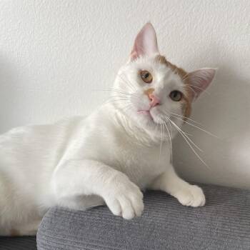 Kat -  Domestic Short Hair Cat for Adoption in Chicago, Illinois - Kat | PetCurious