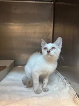 61481312 -  Domestic Short Hair Cat for Adoption in El Paso, Texas - 61481312 | PetCurious