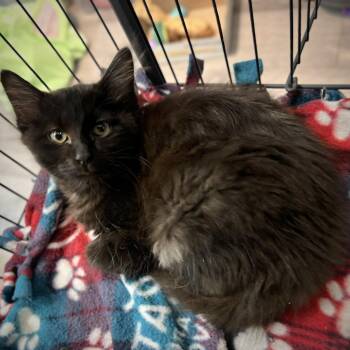 Rescue Domestic Long Hair and Maine Coon Cats for Adoption in Overland Park, Kansas - Ripley | PetCurious