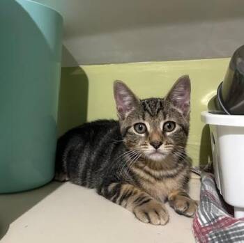 Rescue Tabby Cats for Adoption in East Brunswick, New Jersey - Tigre (bonded To Tango) | PetCurious