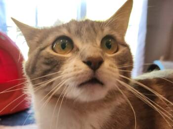 Domestic Short Hair Cats Available for Adoption in Warrington, Pennsylvania - Nora | PetCurious