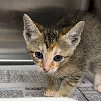 Domestic Short Hair Cats Available for Adoption in Marshall, Texas - Rue | PetCurious