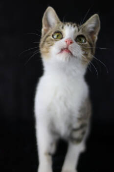 Rescue Domestic Short Hair Cats for Adoption in Lewisburg, Tennessee - Littles | PetCurious