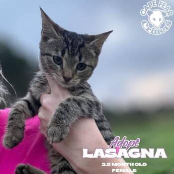 Lasagna -  Domestic Short Hair Cat for Adoption in Wilmington, North Carolina - Lasagna | PetCurious