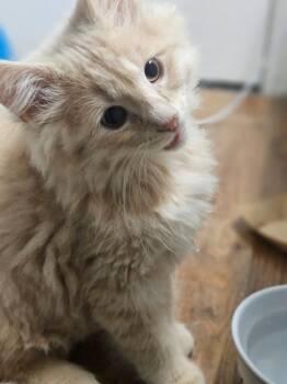 Mr. Chop -  Domestic Long Hair Cat for Adoption in Dublin, Ohio - Mr. Chop | PetCurious