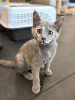 Ghost -  Dilute Tortoiseshell Cat for Adoption in Woodinville, Washington - Ghost | PetCurious