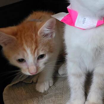 Domestic Short Hair Cats Available for Adoption in Melrose, Florida - Peter | PetCurious