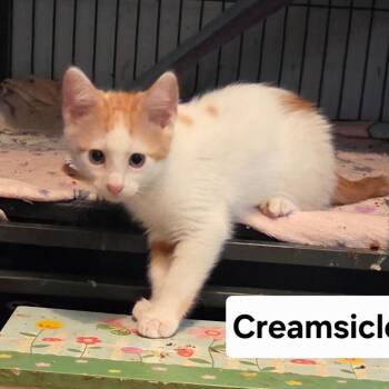 Creamsicle -  Domestic Short Hair Cat for Adoption in NEW PT RICHEY, Florida - Creamsicle | PetCurious
