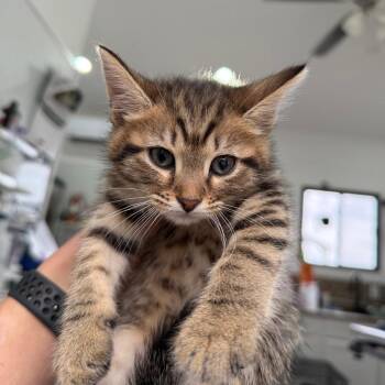 Domestic Short Hair Cats Available for Adoption - Libra | PetCurious