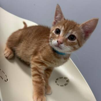 Domestic Short Hair Cats Available for Adoption in Columbus, Georgia - Hugo | PetCurious