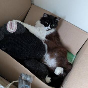 Moonlight -  Domestic Long Hair Cat for Adoption in Los Altos, California - Moonlight | PetCurious