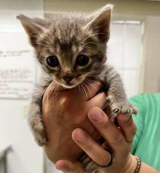 Rosie Rue -  Domestic Short Hair and Tabby Cat for Adoption in Jamestown, California - Rosie Rue | PetCurious