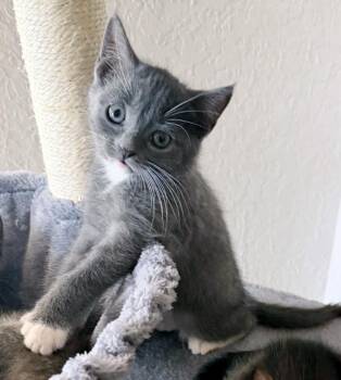 Camille -  Domestic Short Hair Cat for Adoption in Lake Monroe, Florida - Camille | PetCurious