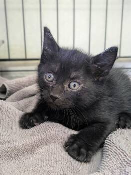 Domestic Short Hair Cats Available for Adoption in Yuma, Arizona - Toothless | PetCurious