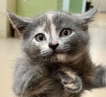 Macaroon -  Domestic Short Hair Cat for Adoption in Burnsville, North Carolina - Macaroon | PetCurious