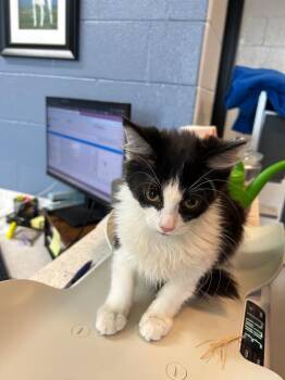 Domestic Medium Hair Cats Available for Adoption in Chattanooga, Tennessee - Busta Meows | PetCurious