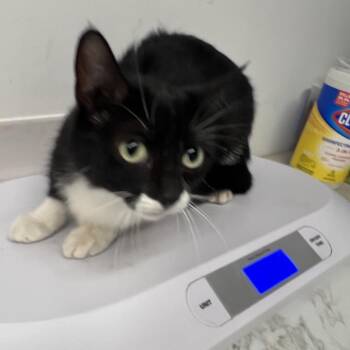 Fe Fe -  Domestic Short Hair Cat Available for Adoption in St. Louis, Missouri - Fe Fe | PetCurious