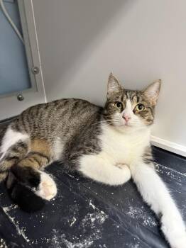 David Bowie -  Domestic Short Hair Cat for Adoption in West Mifflin, Pennsylvania - David Bowie | PetCurious