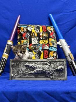 Domestic Short Hair Cats Available for Adoption in San Antonio, Texas - Archer | PetCurious