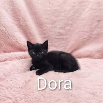 Baby Dora -  Bombay Cat for Adoption in Wyandotte, Michigan - Baby Dora | PetCurious
