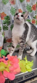 Sage -  Domestic Short Hair Cat for Adoption in Caro, Michigan - Sage | PetCurious