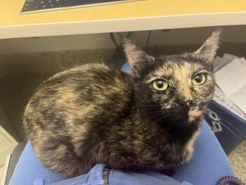 BLOSSOM -  Domestic Short Hair Cat for Adoption in Colorado Springs, Colorado - BLOSSOM | PetCurious