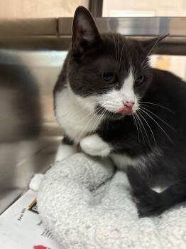 26-0439 "Chicken wing" -  Domestic Short Hair Cat for Adoption in Leavenworth, Kansas - 26-0439 "Chicken Wing" | PetCurious