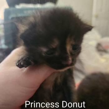 Domestic Short Hair Cats Available for Adoption in Harrisonburg, Virginia - Princess Donut | PetCurious