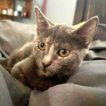 Tillie -  Domestic Short Hair Cat for Adoption in Concord, New Hampshire - Tillie | PetCurious
