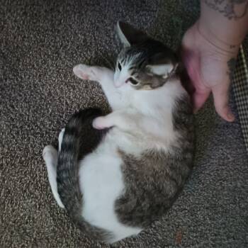 Rescue Domestic Short Hair Cats for Adoption in Lynchburg, Virginia - Spice | PetCurious