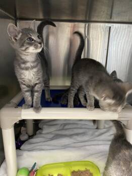 Thumper - At shelter -  Domestic Short Hair Cat for Adoption in Rustburg, Virginia - Thumper - At Shelter | PetCurious