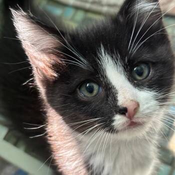Gina -  Domestic Short Hair Cat for Adoption in Tustin, California - Gina | PetCurious