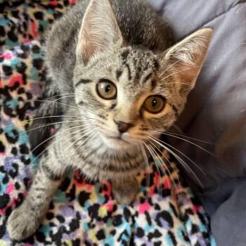 Domestic Short Hair and Tabby Cats Available for Adoption in Elmwood Park, Wisconsin - Camry | PetCurious