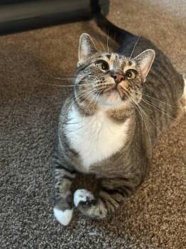 Piper -  Domestic Short Hair Cat for Adoption in Derry, New Hampshire - Piper | PetCurious