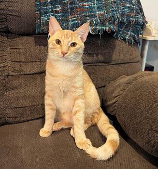 Rescue American Shorthair Cats for Adoption in Raeford, North Carolina - TipToe | PetCurious