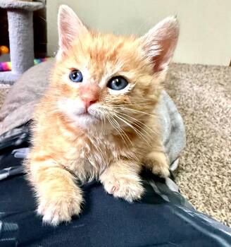 Fritter -  Domestic Short Hair Cat Available for Adoption in Lemoyne, Pennsylvania - Fritter | PetCurious