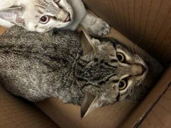 Buttercup -  Domestic Short Hair Cat for Adoption in Wichita, Kansas - Buttercup | PetCurious