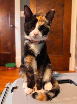 Melody -  Domestic Short Hair Cat for Adoption in Cowlesville, New York - Melody | PetCurious