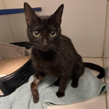 Domestic Short Hair Cats Available for Adoption in Hawthorne, California - Sesame | PetCurious