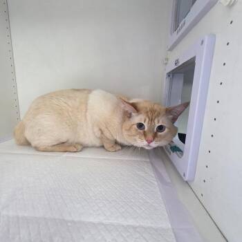 Zeus -  Domestic Short Hair Cat for Adoption in Duncan, Oklahoma - Zeus | PetCurious