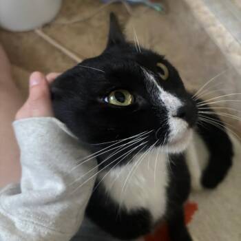 Twilight Zone -  Domestic Short Hair Cat for Adoption in Evanston, Illinois - Twilight Zone | PetCurious