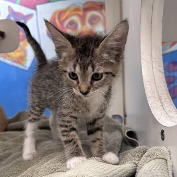 Hermione -  Domestic Medium Hair Cat for Adoption in Cheyenne, Wyoming - Hermione | PetCurious