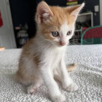 Chappell -  Domestic Short Hair Cat for Adoption in Candler, North Carolina - Chappell | PetCurious