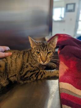 Domestic Short Hair Cats Available for Adoption - Mandy | PetCurious