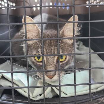 Rescue Domestic Long Hair Cats for Adoption in Barron, Wisconsin - Sterling Asher | PetCurious