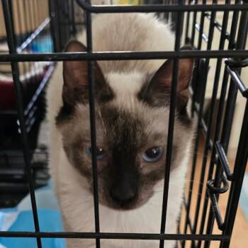 Siamese Cats Available for Adoption in Grantsville, Utah - Sebastian | PetCurious