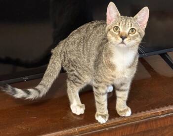 Kevin -  Domestic Short Hair Cat for Adoption in Cincinnati, Ohio - Kevin | PetCurious