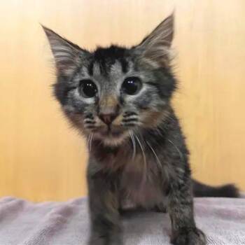 Fluffy -  Domestic Medium Hair Cat for Adoption in Brentwood, Missouri - Fluffy | PetCurious