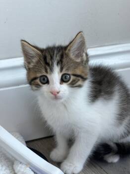 Domestic Medium Hair Cats Available for Adoption - Simon | PetCurious