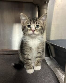 Domestic Short Hair Cats Available for Adoption in Richmond, Virginia - Baylah May (with Ivy & Augustine) | PetCurious